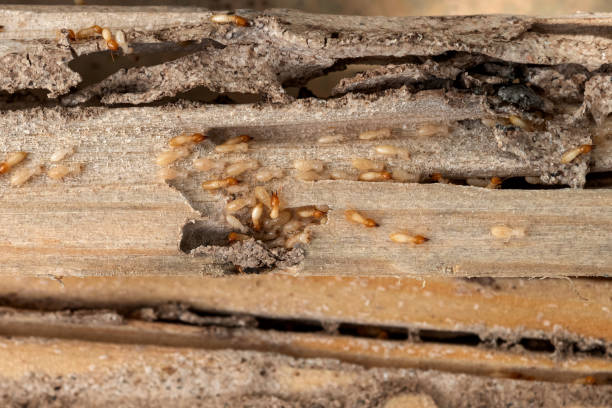 Best Affordable Pest Control Services  in Brimfield, OH